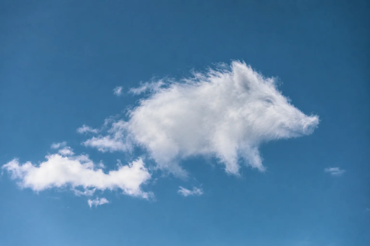 CloudMuse reveal of a wild boar preserving the original cloud silhouette
